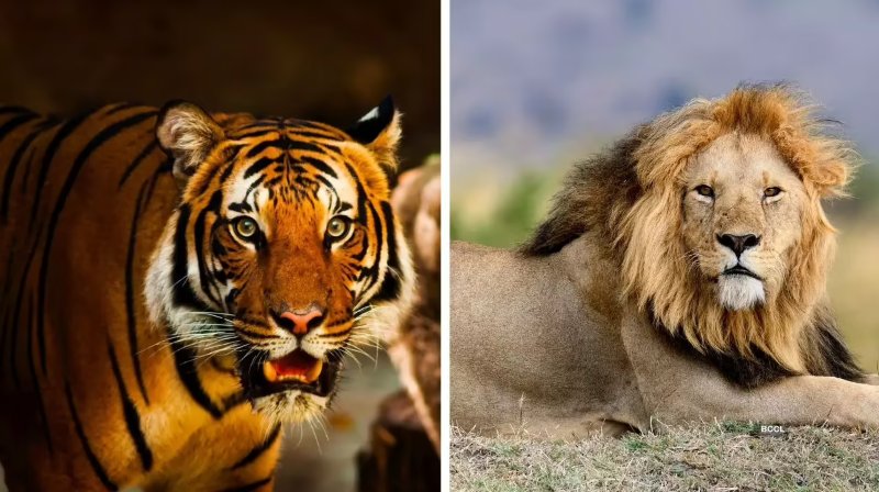 Take This Quiz And We'll Reveal Your Personality Is More Like A Lion Or A Tiger?