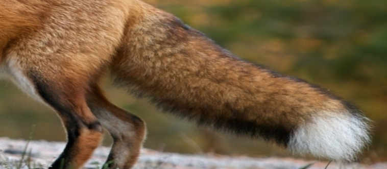 Sink your teeth into this wildlife mystery: which creature boasts this beautiful backside?