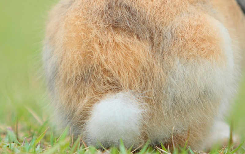Only 5% Can Identify All These Animal Tails - Can You Beat Them?
