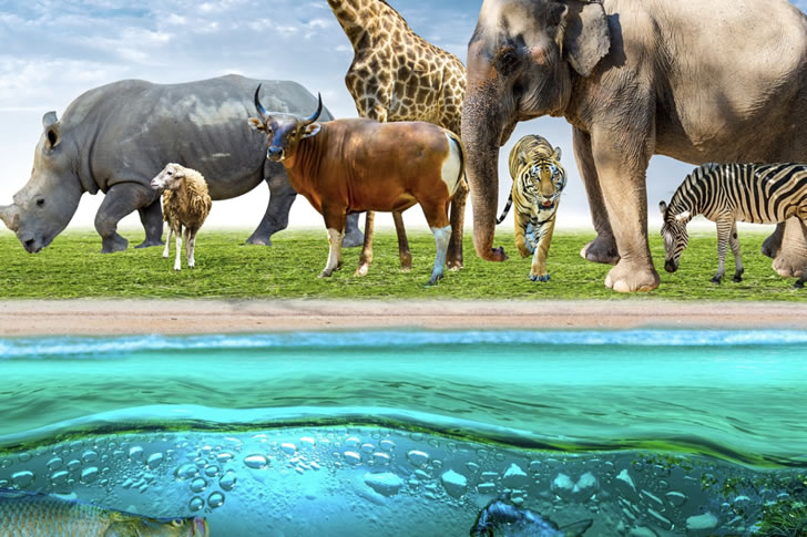 Most People Can’t Score Higher Than 27/40 on This Animal Knowledge Quiz — Can You?