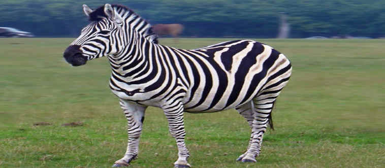 Take a bite out of this wild one: which African creature is famously dressed in bold, black-and-white stripes?