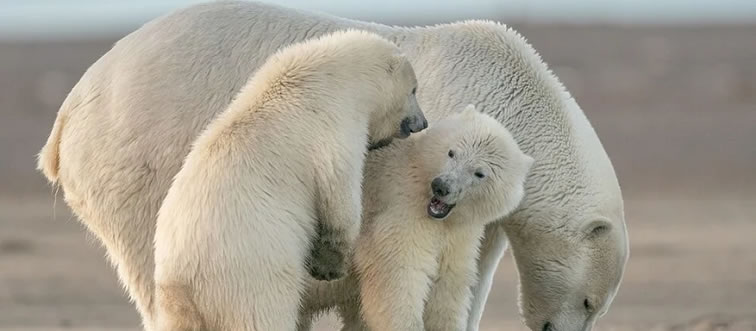 Fresh from nature's menu: which mammal has the rare recipe for true flight?