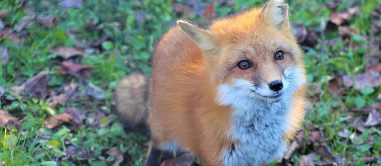 Take a bite out of this wild mystery: which creature are we looking at here?