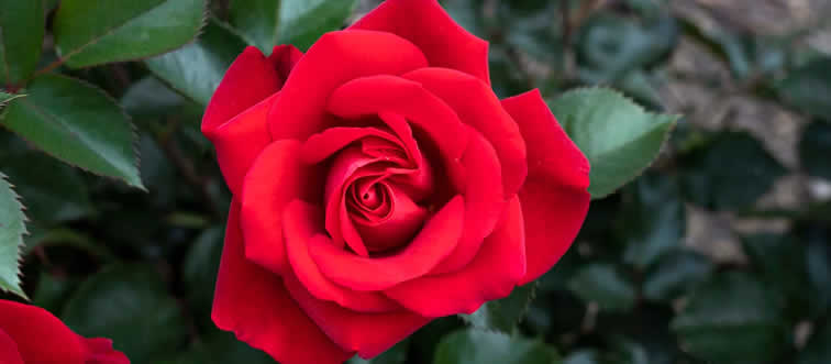 Let's plate up a beautiful, aromatic classic. Can you name this blossom?