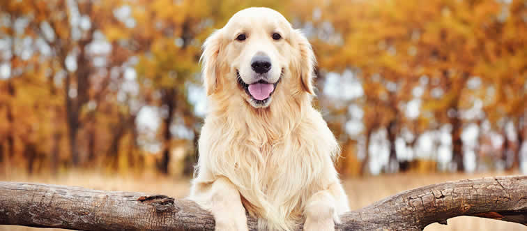 Can you name this incredibly sweet-tempered, crowd-pleasing pup?