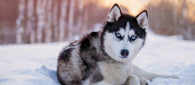 Let's serve up our first cool treat: picture a wolf-like pup with a dense double coat, triangular ears, and striking blue or mismatched eyes, historically bred for sled-pulling in Siberia.